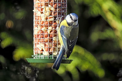 Close-up of bird perching on feeder