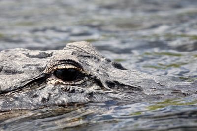 Close-up of crocodile in sea