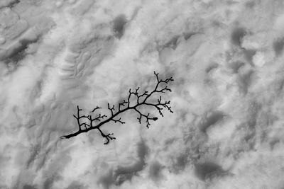 Low angle view of silhouette bare tree against sky