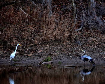 Birds perching on water