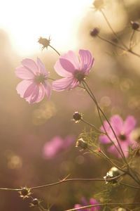 Close-up of pink cosmos flowers