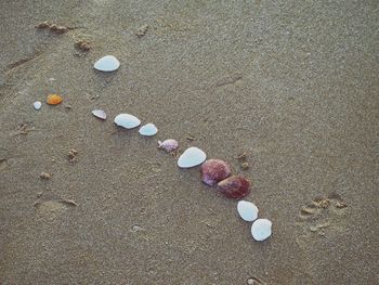 High angle view of seashells on beach