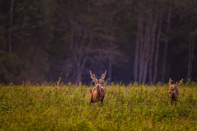 Deer in a forest