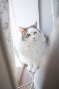 White cat sitting beside window