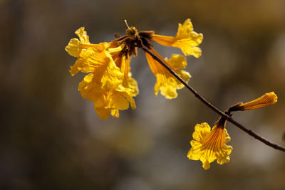 Close-up of insect on yellow flower