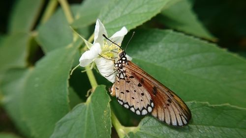 Close-up of butterfly on leaf