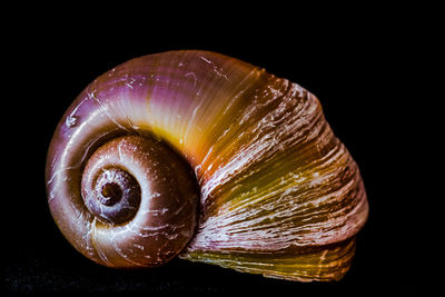 Close-up of shell on black background