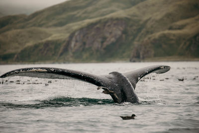 Whale tail in dutch harbour alaska