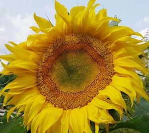 Close-up of sunflower