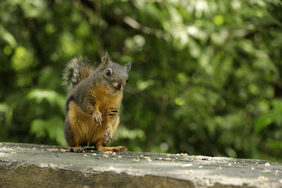 Squirrel on a tree