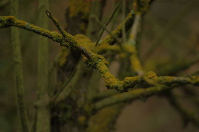 Close-up of twig on branch