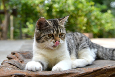 Close-up portrait of a cat