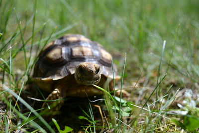 Close-up of turtle on grass