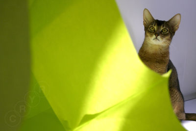 Close-up portrait of cat