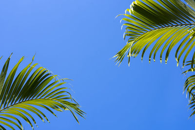 Low angle view of palm tree against clear blue sky