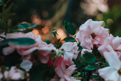 Close-up of pink flowering plant