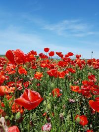 Close-up of poppy flowers blooming on field against sky