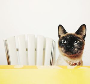 Close-up of cat at table