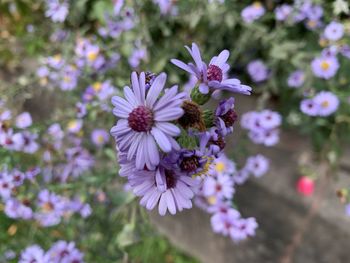 Close-up of purple flowering plants