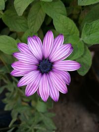 Close-up of osteospermum blooming outdoors