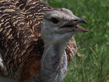 Close-up side view of a bird