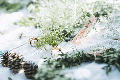 High angle view of plants and pine cones on white blanket