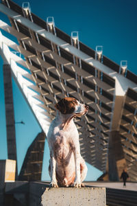 Low angle view of dog against blue sky