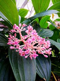 Close-up of pink flowering plant