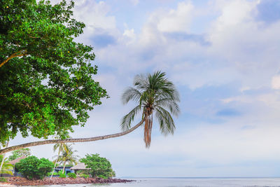 Low angle view of coconut palm tree against sky