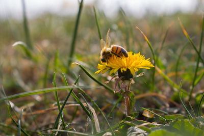 Close-up of bee on yellow flower