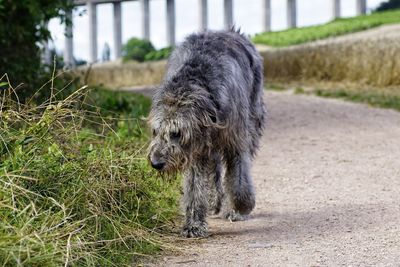 Close-up of dog on grass