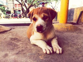 Close-up of dog on footpath