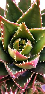 Close-up of succulent plant