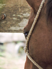 Close-up of horse