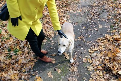 Low section of man with dog walking on autumn leaves