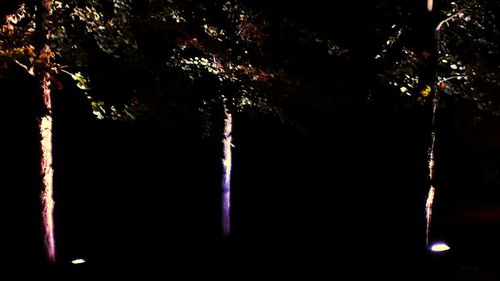 Close-up of illuminated tree at night