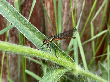 Close-up of insect on plant