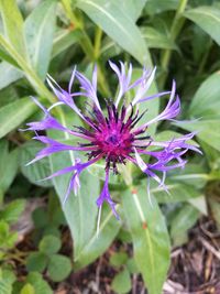 Close-up of purple flowers blooming outdoors