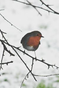 Close-up of bird perching on branch