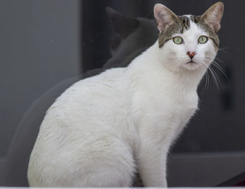 Close-up of a cat