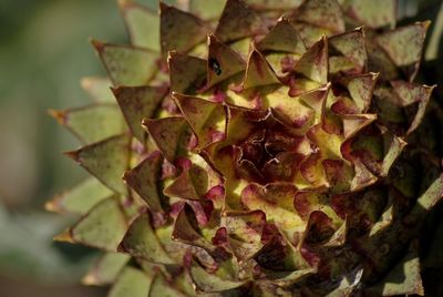 Close-up of succulent plant