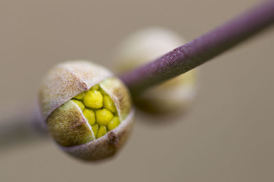 Close up of buds taken in springtime with selective focus and blurred background