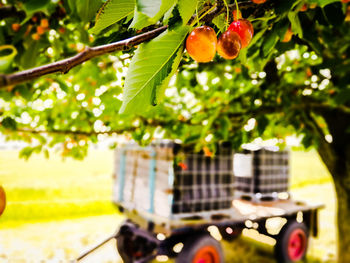 Close-up of fruits growing on tree