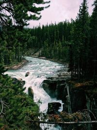 River flowing through forest