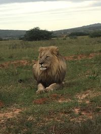 Lion on landscape against sky