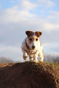 Portrait of a dog about to jump