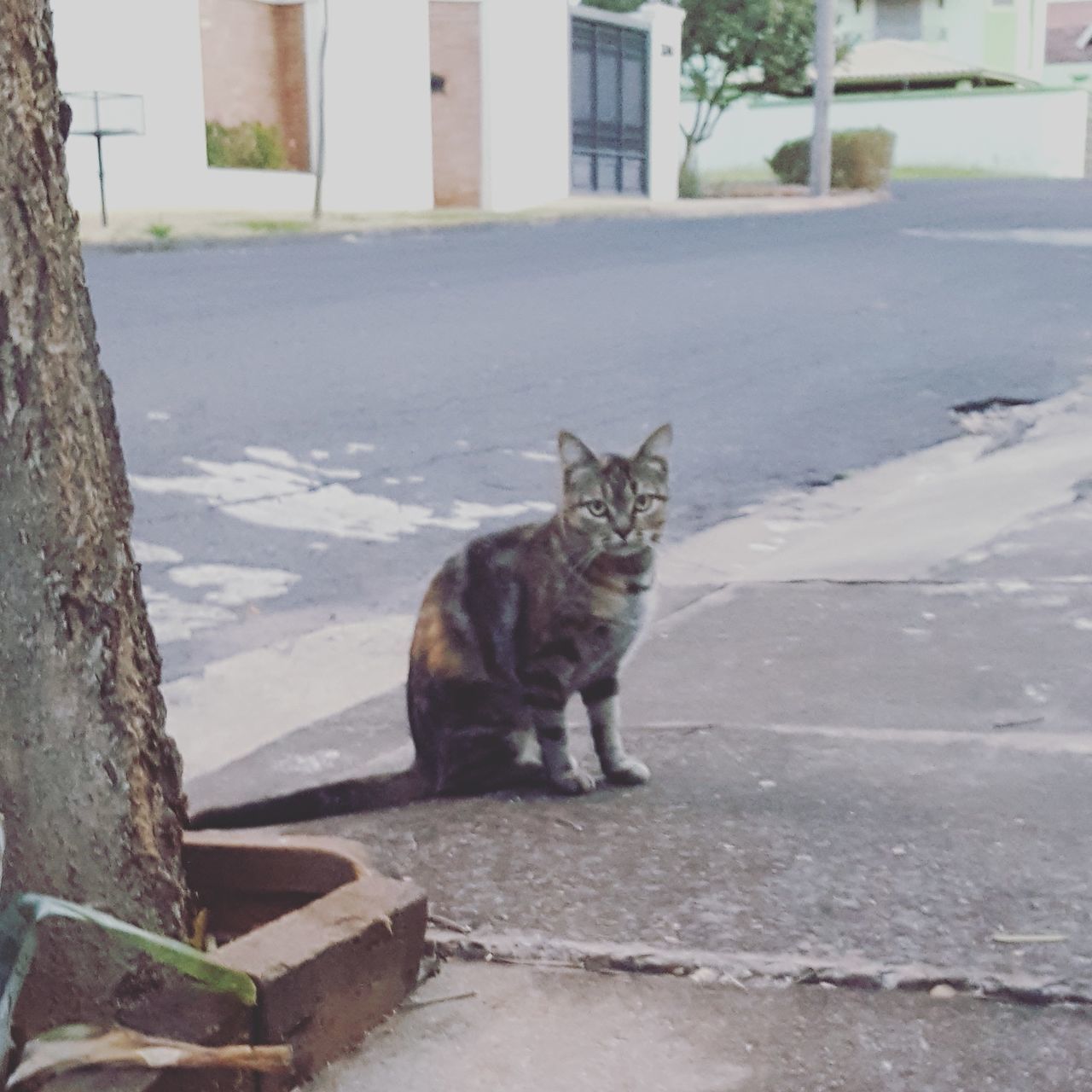 domestic cat, one animal, pets, cat, animal themes, domestic animals, mammal, feline, sitting, building exterior, whisker, portrait, architecture, built structure, looking at camera, relaxation, full length, stray animal, plant, outdoors