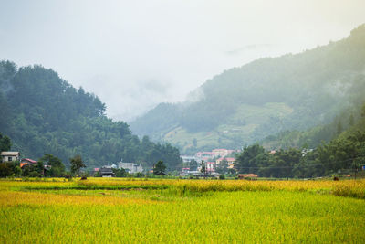 Scenic view of field against sky