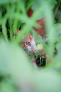 Portrait of a cat hiding behind plants