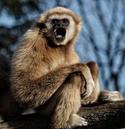 Close-up of monkey sitting outdoors